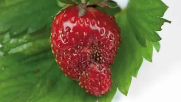 Fraise